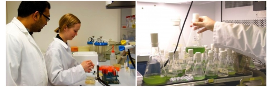 labs2